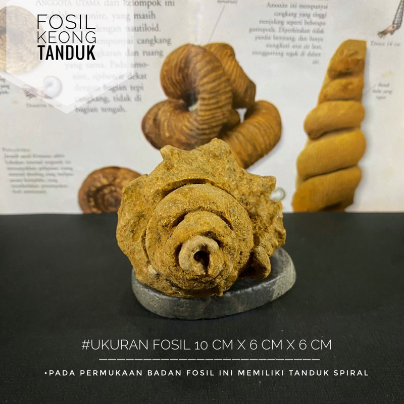 Fosil Keong Tanduk Purba B3 atau Fosil Gastropoda atau Fosil Kerang atau Fosil Kol Buntet atau Fossi