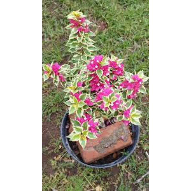 Bougenville Singapore fariegata merah fanta