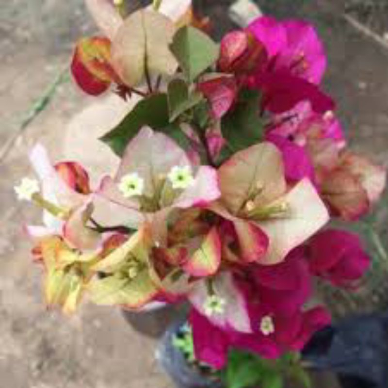 Bougenville citra India