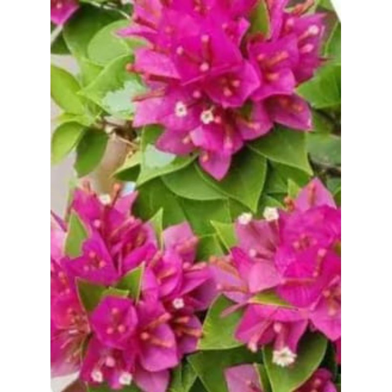 Bougenville Singapore merah fanta