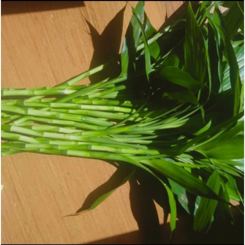 BIBIT BAMBU HOKI SRI REZEKI BAMBU CINA BAMBU AIR SUDAH BERAKAR TINGGI 50 CM