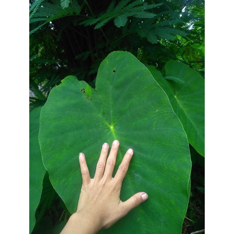 

talas(bisa dikonsumsi)