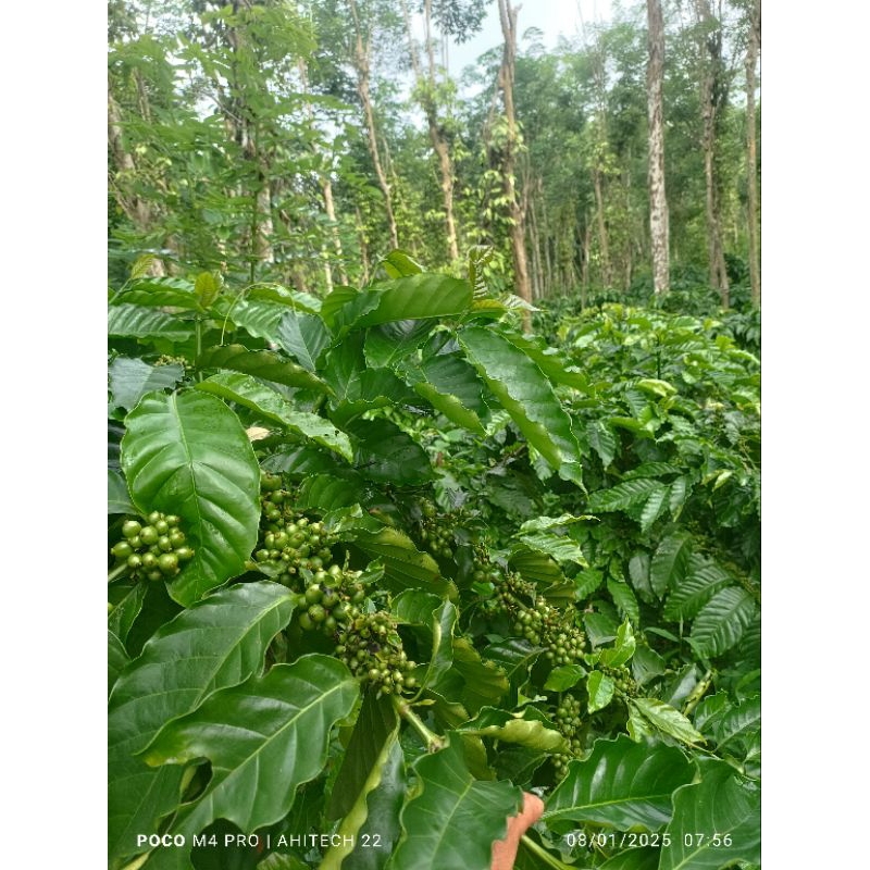 entres kopi klon Bagio 25 tunas raja