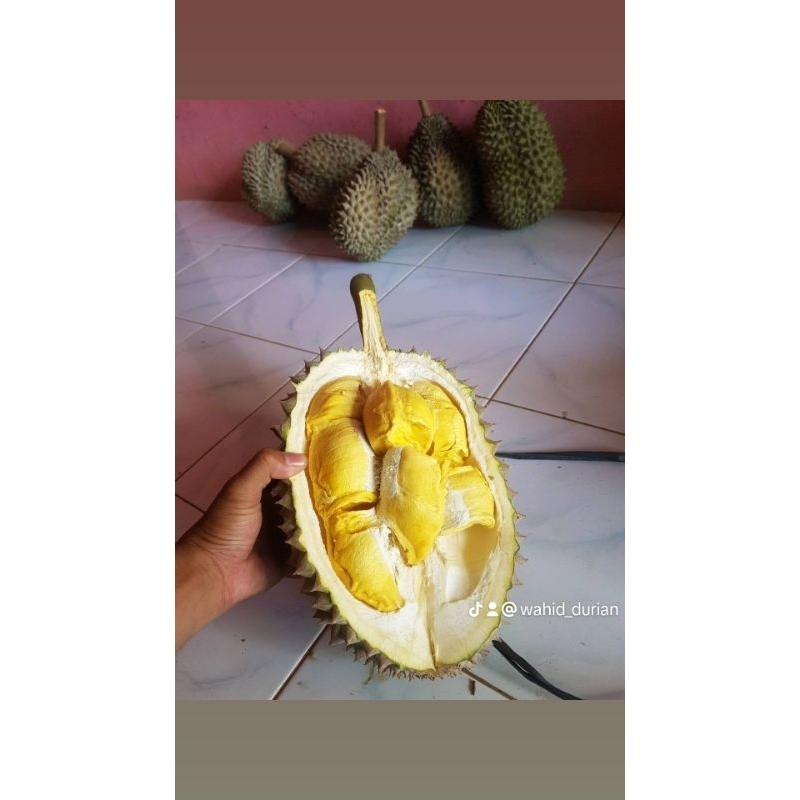 

Durian Bawor is Real from Banyumas