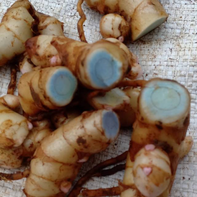 

Kunyit putih segar 1 kg fresh segar / bersih / di ambil langsung dari kebun
