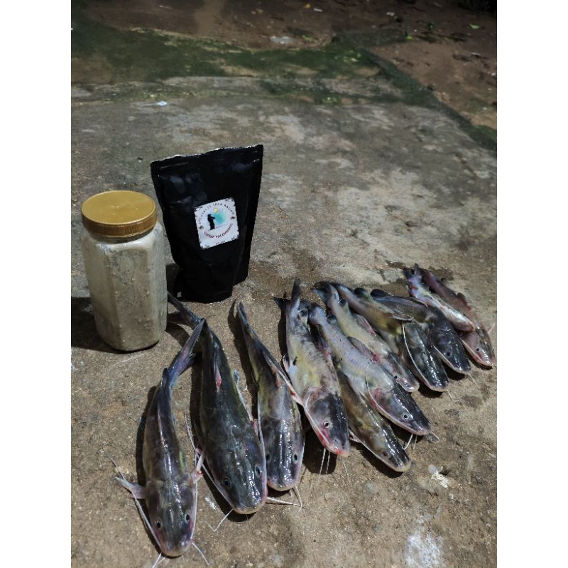 Kucur Palembang umpan mancing spesialis khusus ikan baung dan lais
