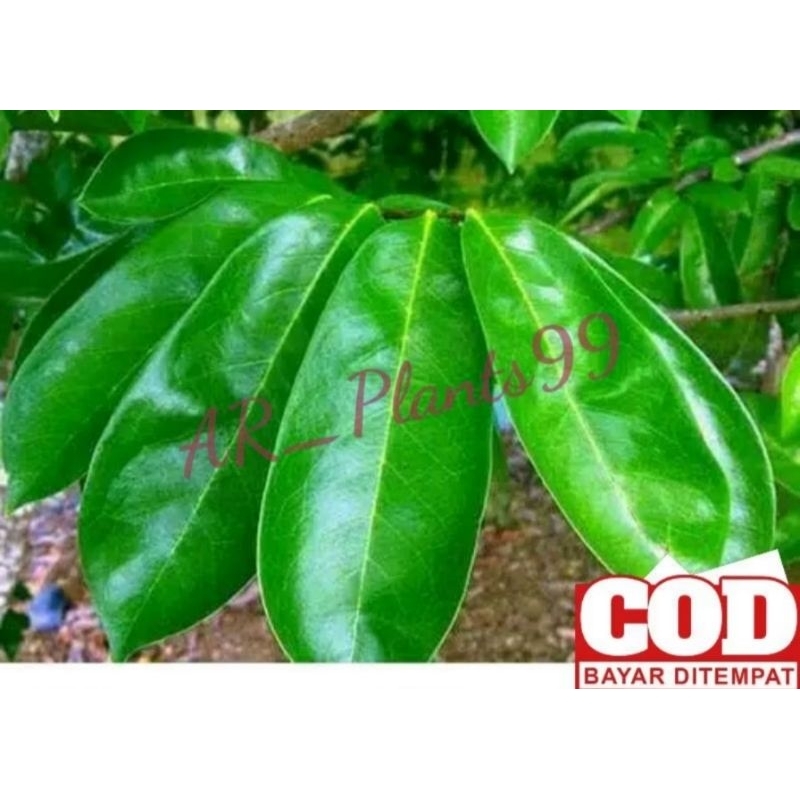 

Daun sirsak 100 lembar anti kanker anti tumor masih segar fresh