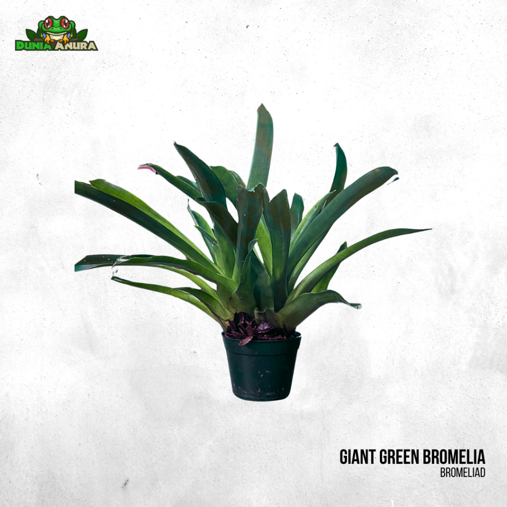 Tanaman Vivarium Giant Green Bromelia