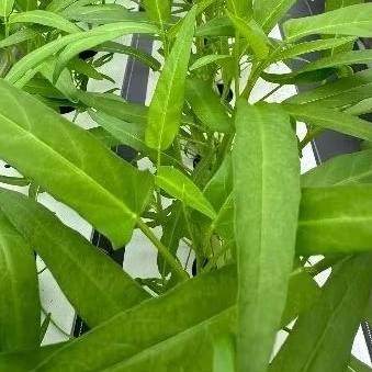 

Kangkung Hidroponik Greenhouse per 250gr