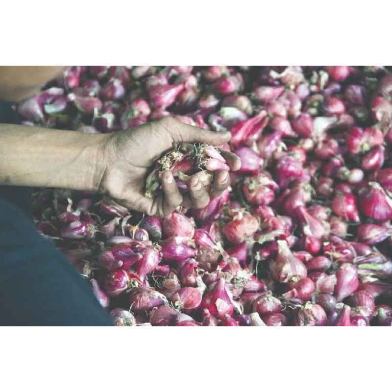 

bawang merah nganjuk