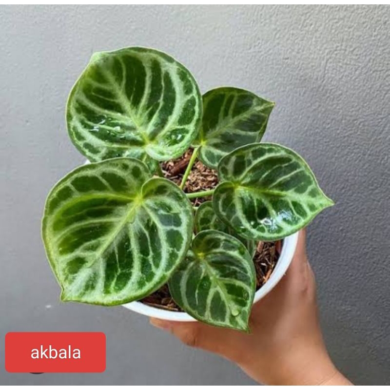 ANTHURIUM KELADI DORAYAKI,ANTORIUM KUPING GAJAH DORAYAKI