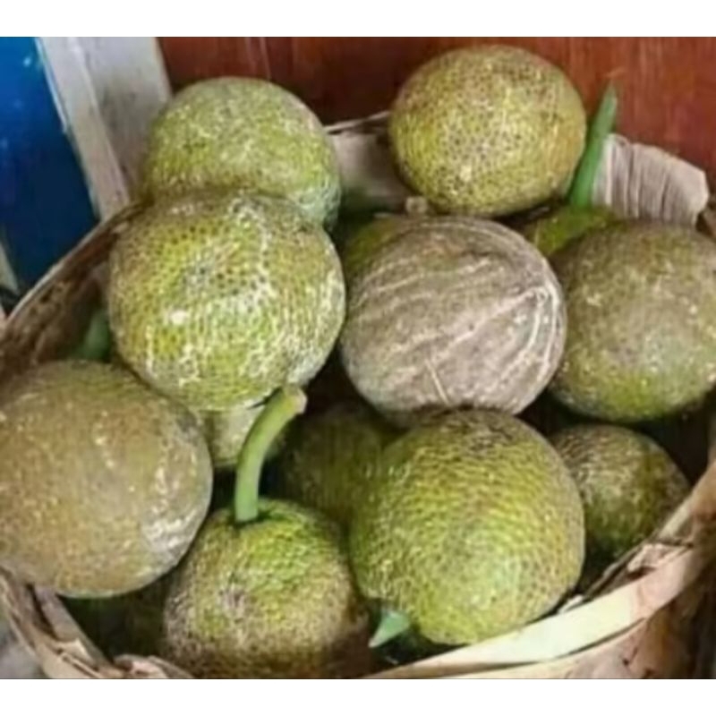 

buah sukun tua asli di petik kali ada orderan di jamin segar