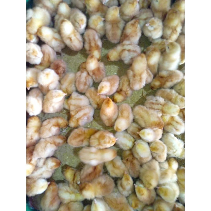 Doc Ayam Petelur Super Grade (A) 1 Box Isi 100 Ekor Bonus 2.