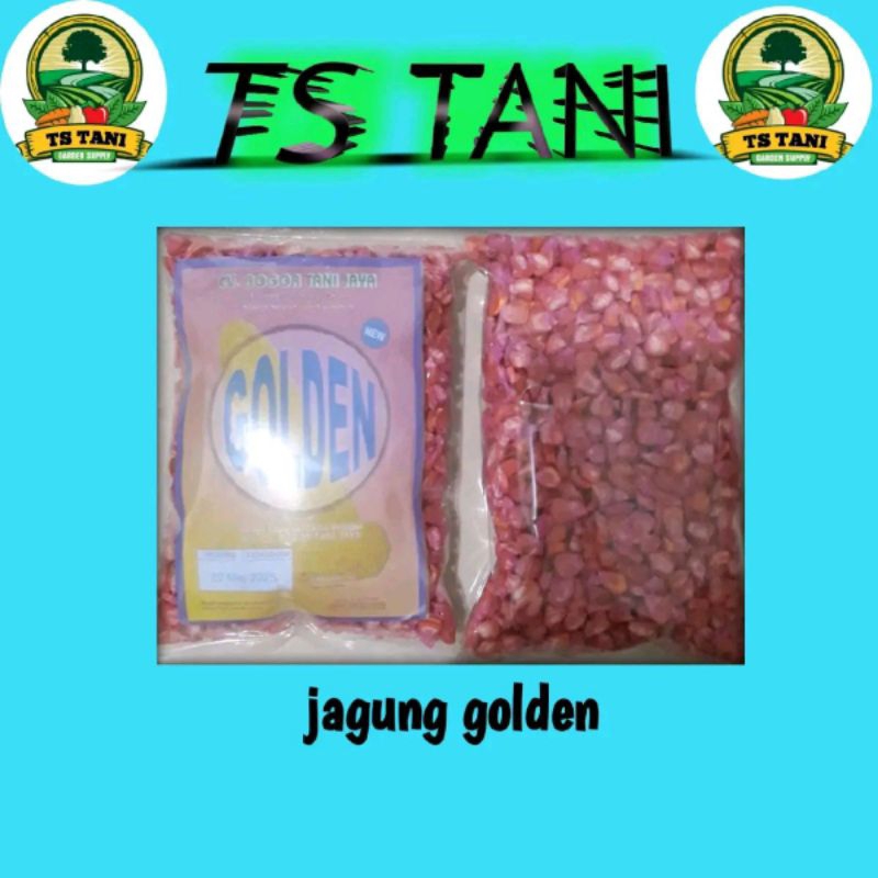 

Bibit jagung manis golden isi 500gr