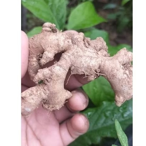 

JAHE SEGAR, jahe emprit segar langsung petani