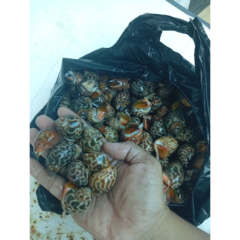 

Kerang Macan