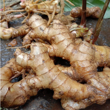 

Herbal Lempuyang segar 250gr Bisa COD