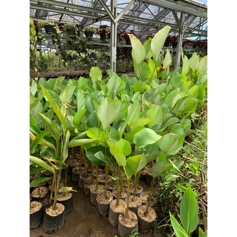 calathea lutea