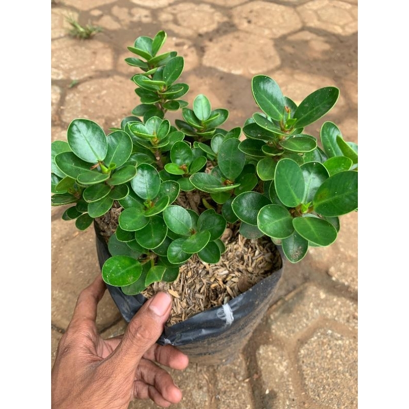 Dolar mangkok mikro besar