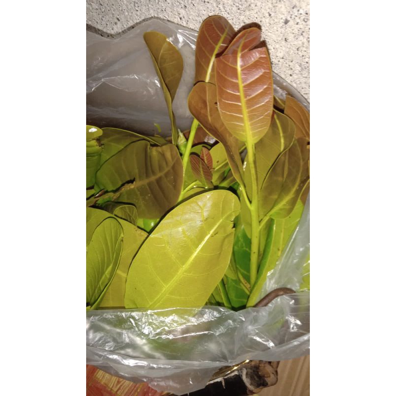 

daun jambu mede/jambu monyet 500gr, 1kg