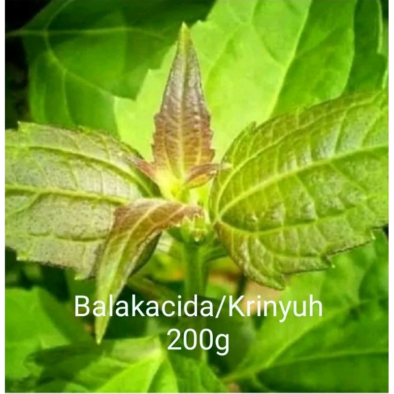 

Daun Balakacida Krinyuh Segar 200g