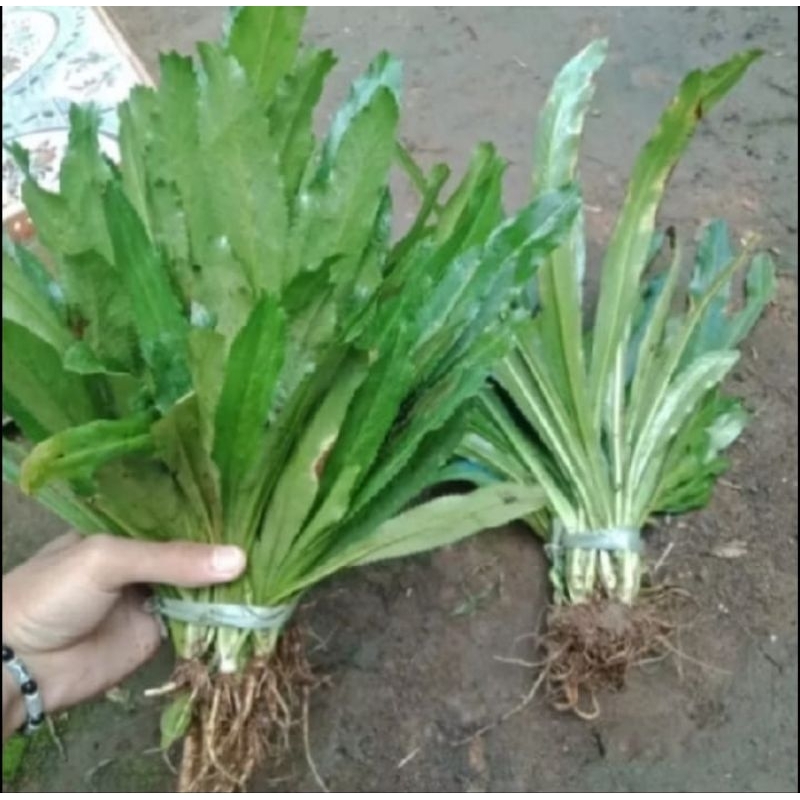 

WALANG SANGIT HERBAL TRADISIONAL 100GRAM