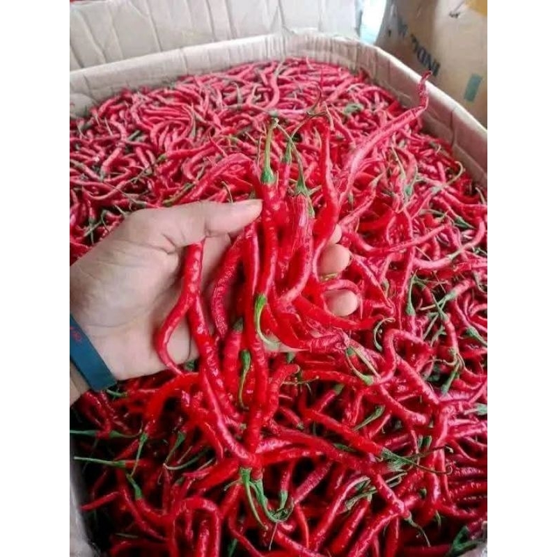 

CABE MERAH KERITING TANAH BREBES KUALITAS SUPER