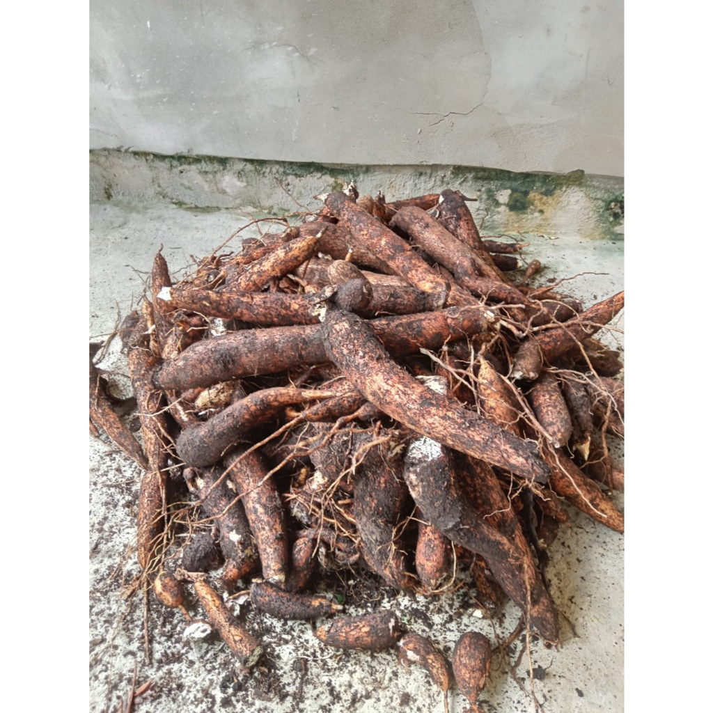 

SINGKONG/UBI KAYU/UBI JALAR/SINGKONG EMPUK/UBI EMPUK/KEMPUH/TIDAK BUSUK
