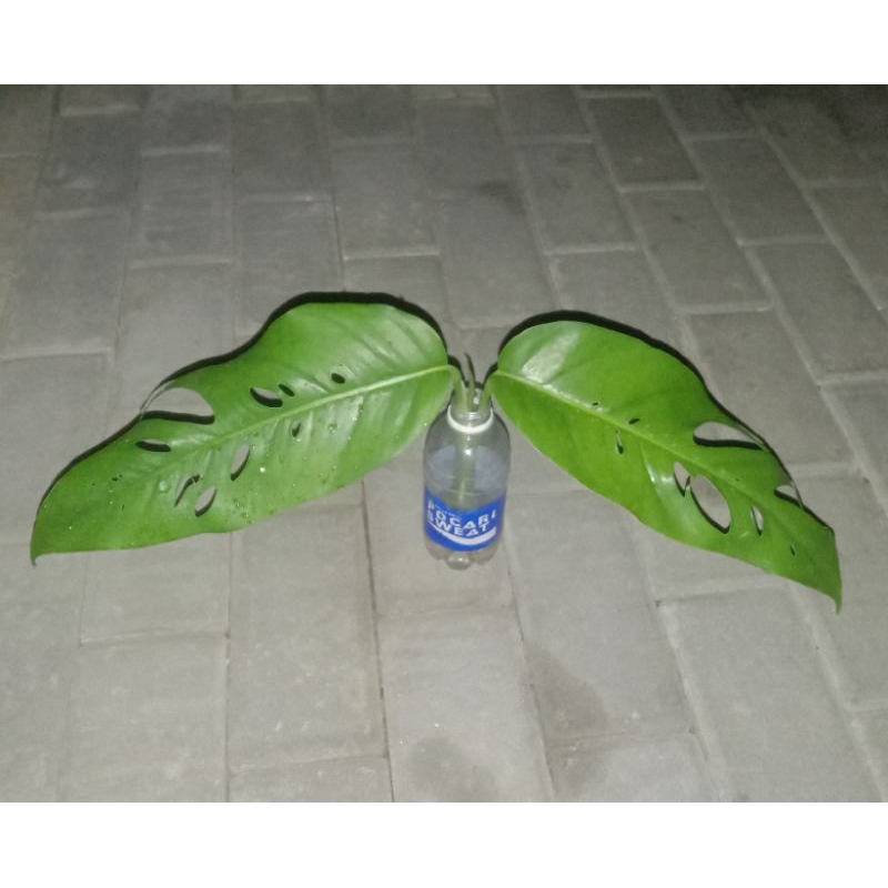 Raphidophora foraminifera