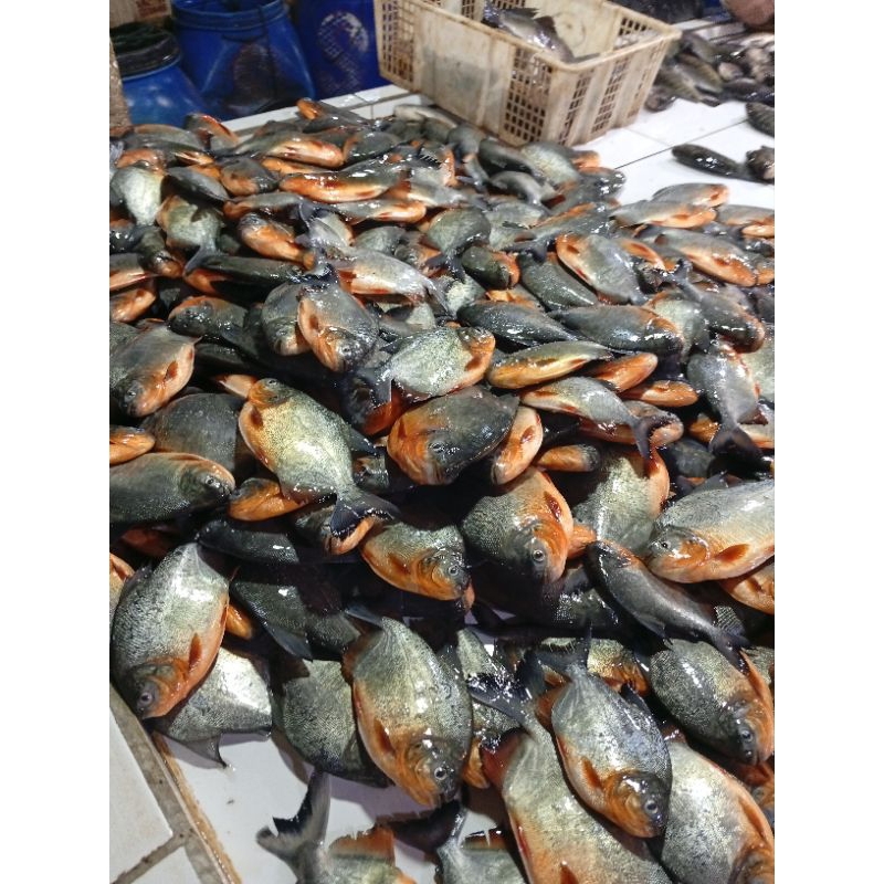 

ikan bawal air tawar fresh