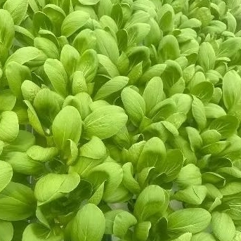 

Order Khusus Sayur