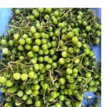 

Buah takokak fresh buat lalapan kemasan 250grm/500grm bersih segar