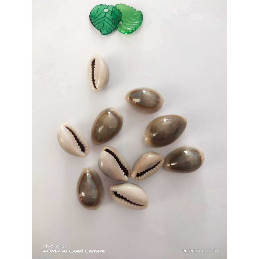 Biji congklak isi 10 pcs keong - kuwuk - kerang asli