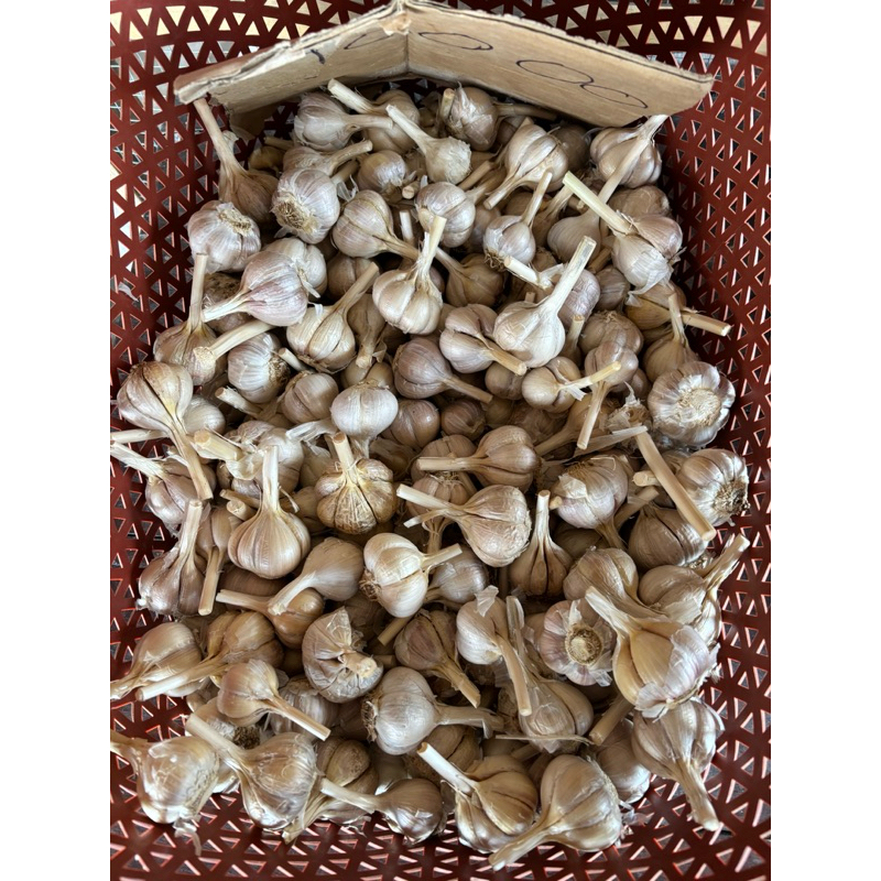 

bawang putih kating