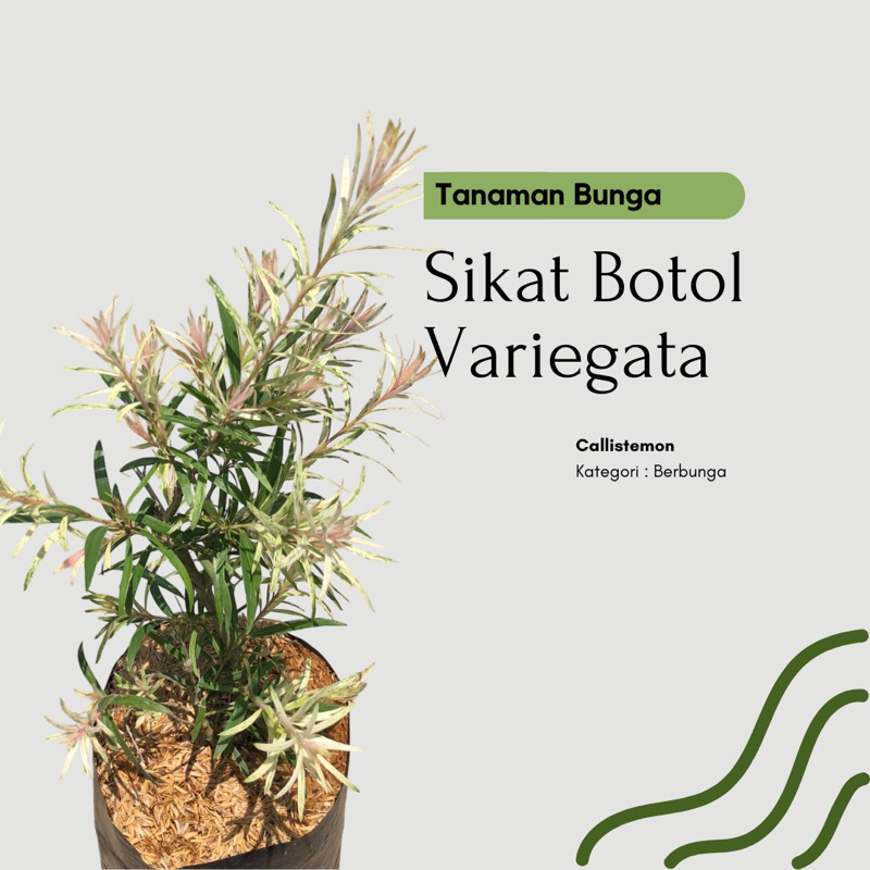 Bibit tanaman hias sikat botol variegata / Bunga sikat botol / Callistemon