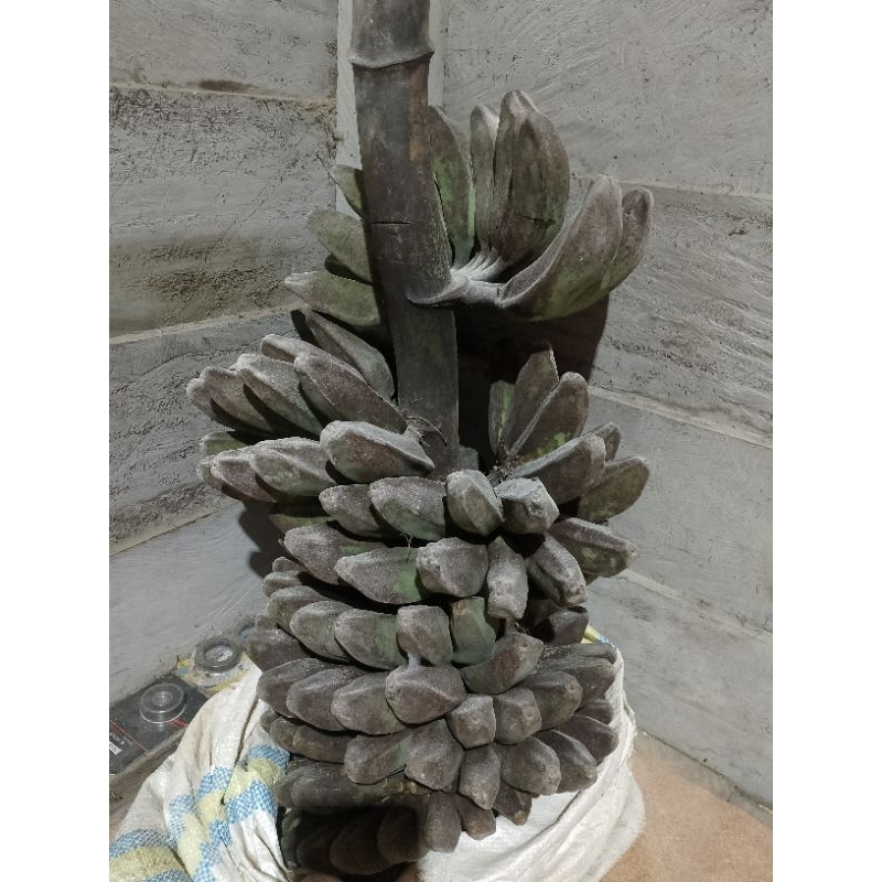 

pisang kepok 1 sisir bagian atas