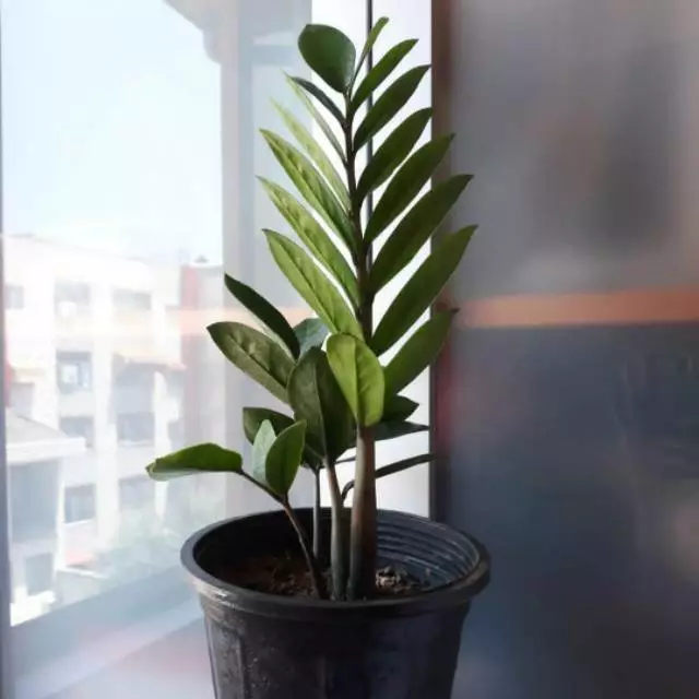 Tanaman hias zamia Culcas - zamia dolar