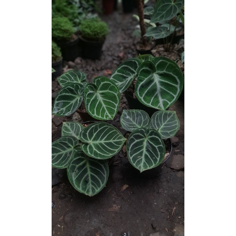 anthurium dorayaki