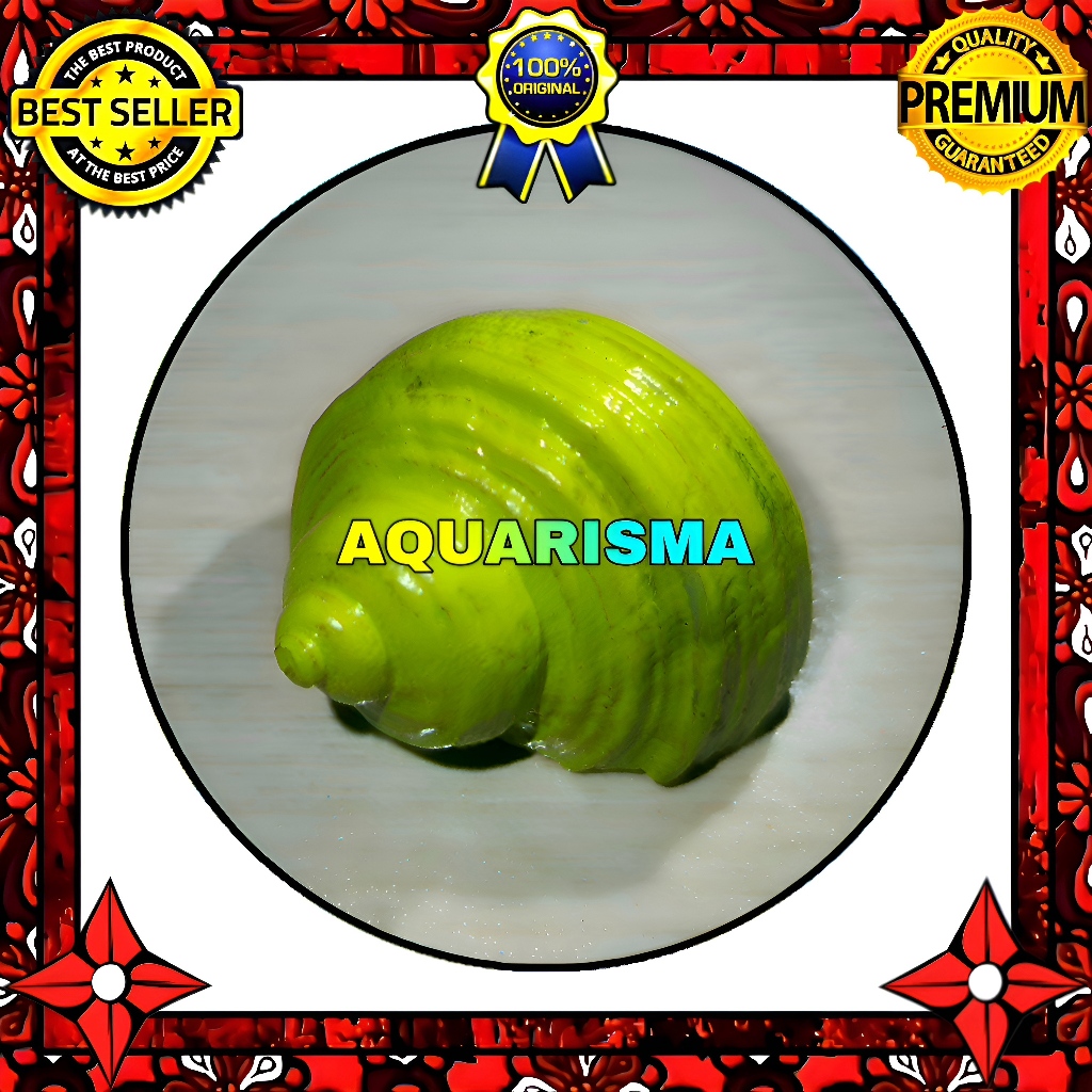 HIASAN DAN KOLEKSI - CANGKANG KEONG MDM MATA LEMBU TURBO TUMIDULUS GREEN GRADE A+