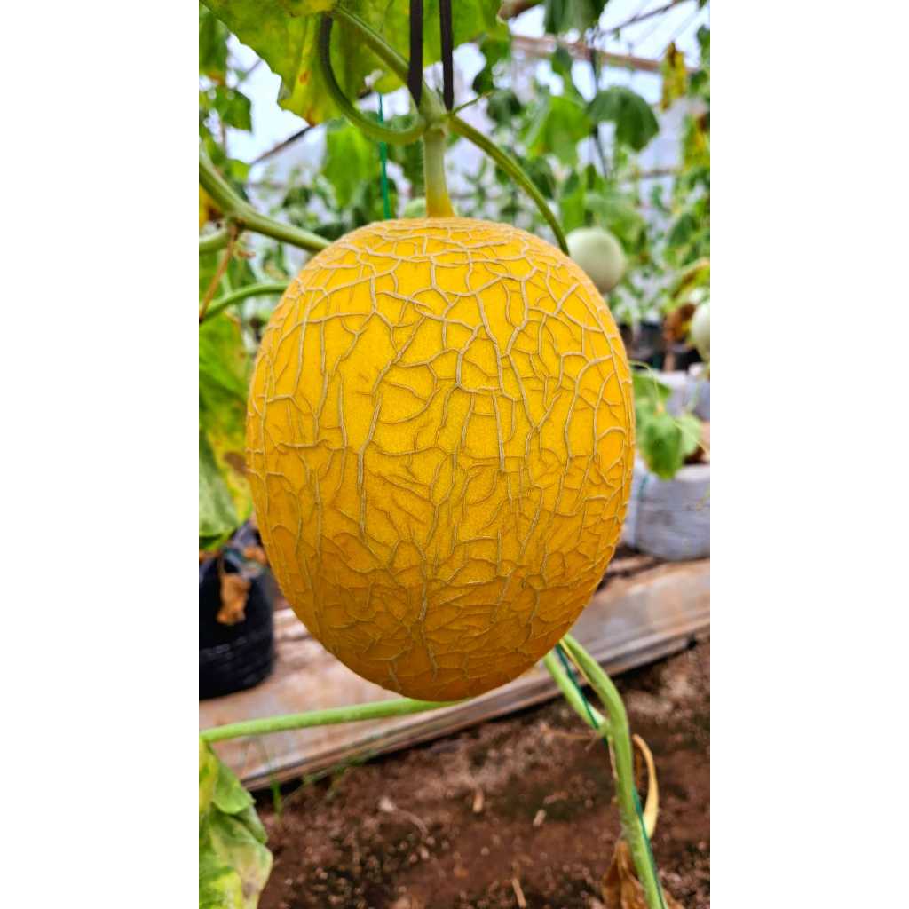 

MELON SWEET LAVENDER