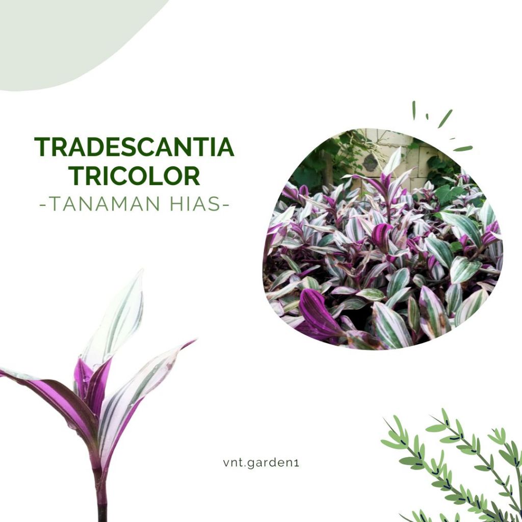Tanaman Hias Tradescantia Nanouk - Tradescantia Tricolor