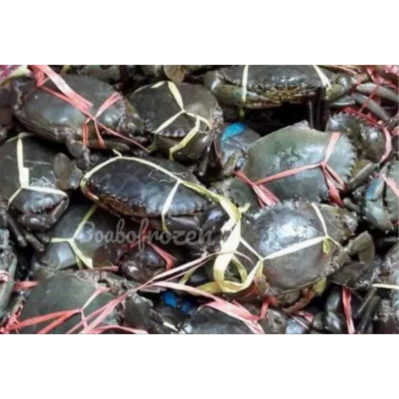 

kepiting hidup segar fresh dan frozen beku 1kg