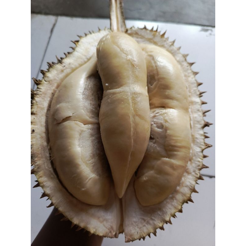 

Durian Utuh Lampung / Durian Palembang