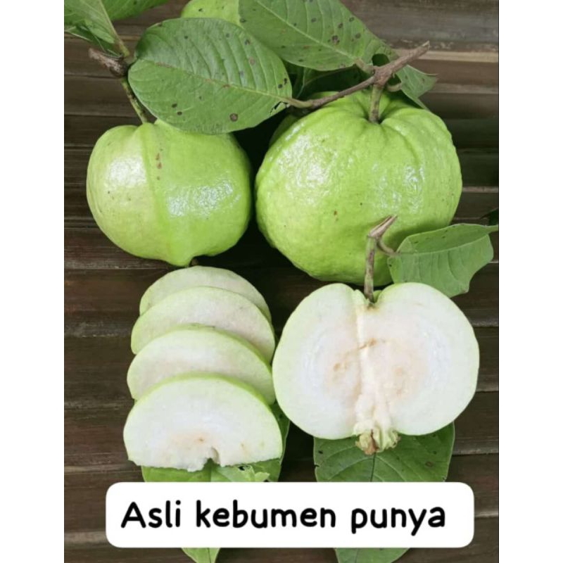 

Jambu Kristal / Crystal Guava 1kg
