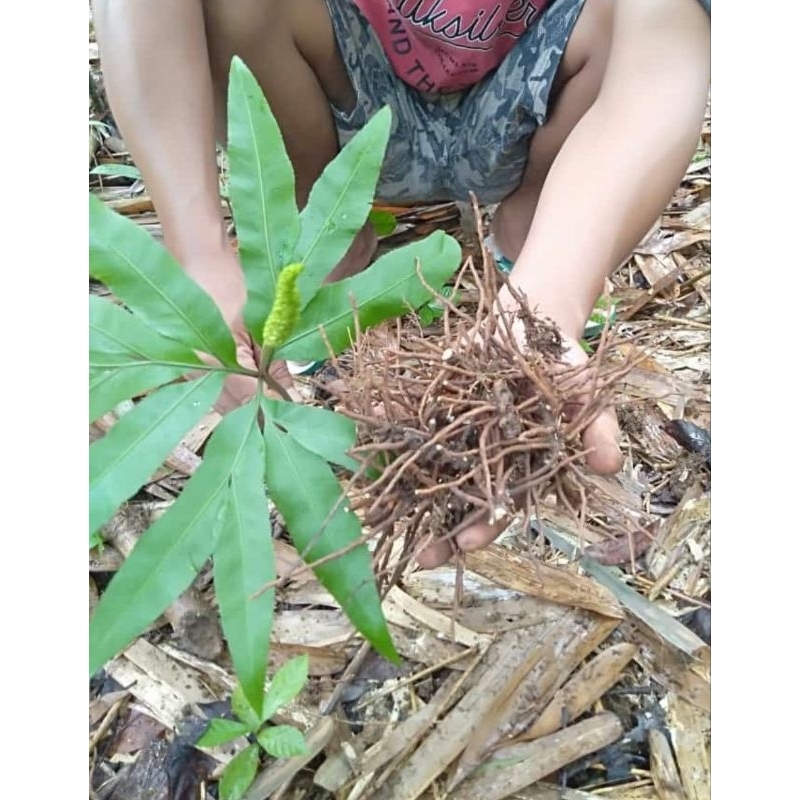 

Akar Tunjuk Langit Segar Obat Herbal Asli 100 Gram