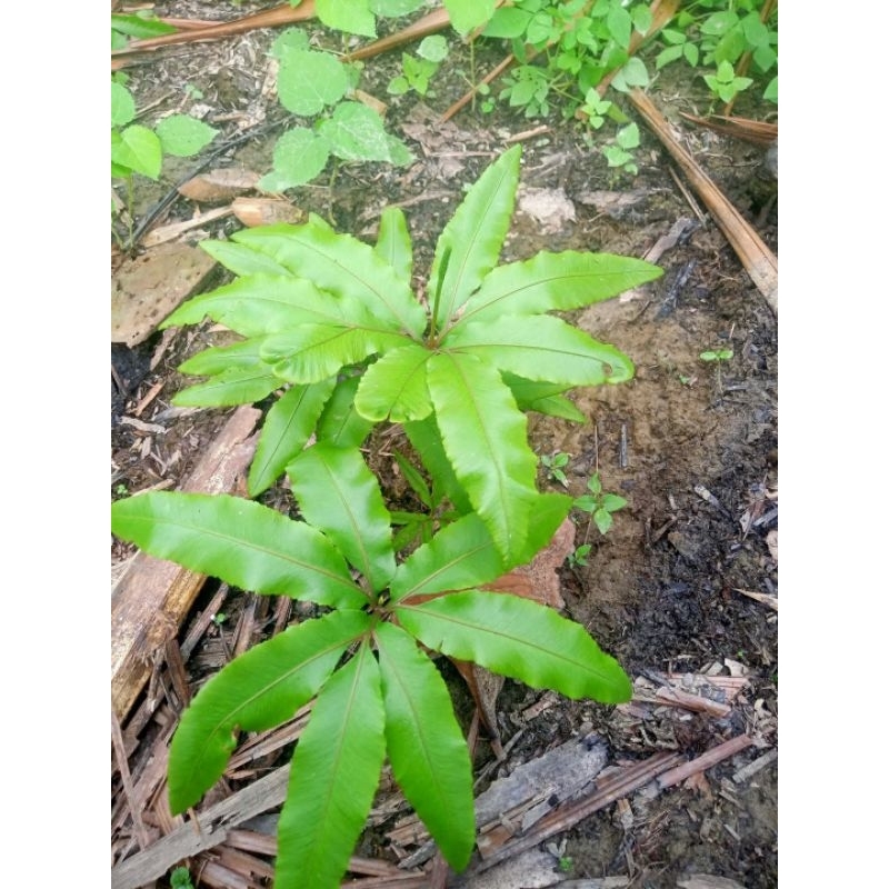 

Promo Akar Tunjuk Langit Segar dan Bersih 200 Gram