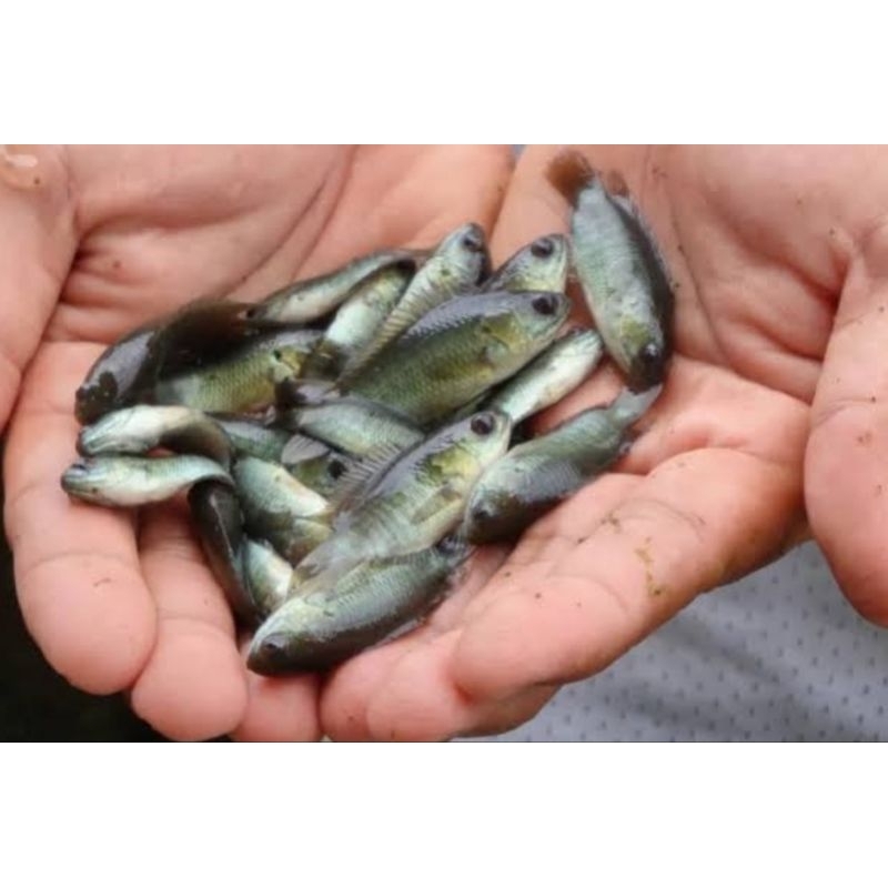 (pakan) bibit ikan Papuyu / Betok Jombo Th