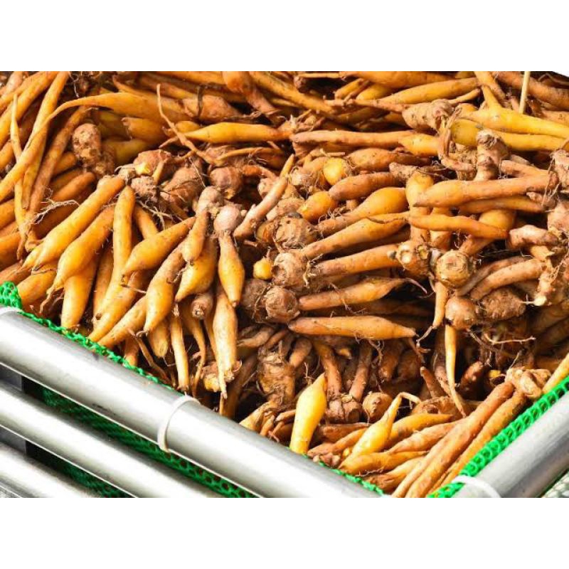 

Temu Kunci Segar Finggerroot Fresh 250gr 500gr 1000gr / 1kg Bumbu Dapur Herbal Rempah-rempah Empon-empon Rimpang