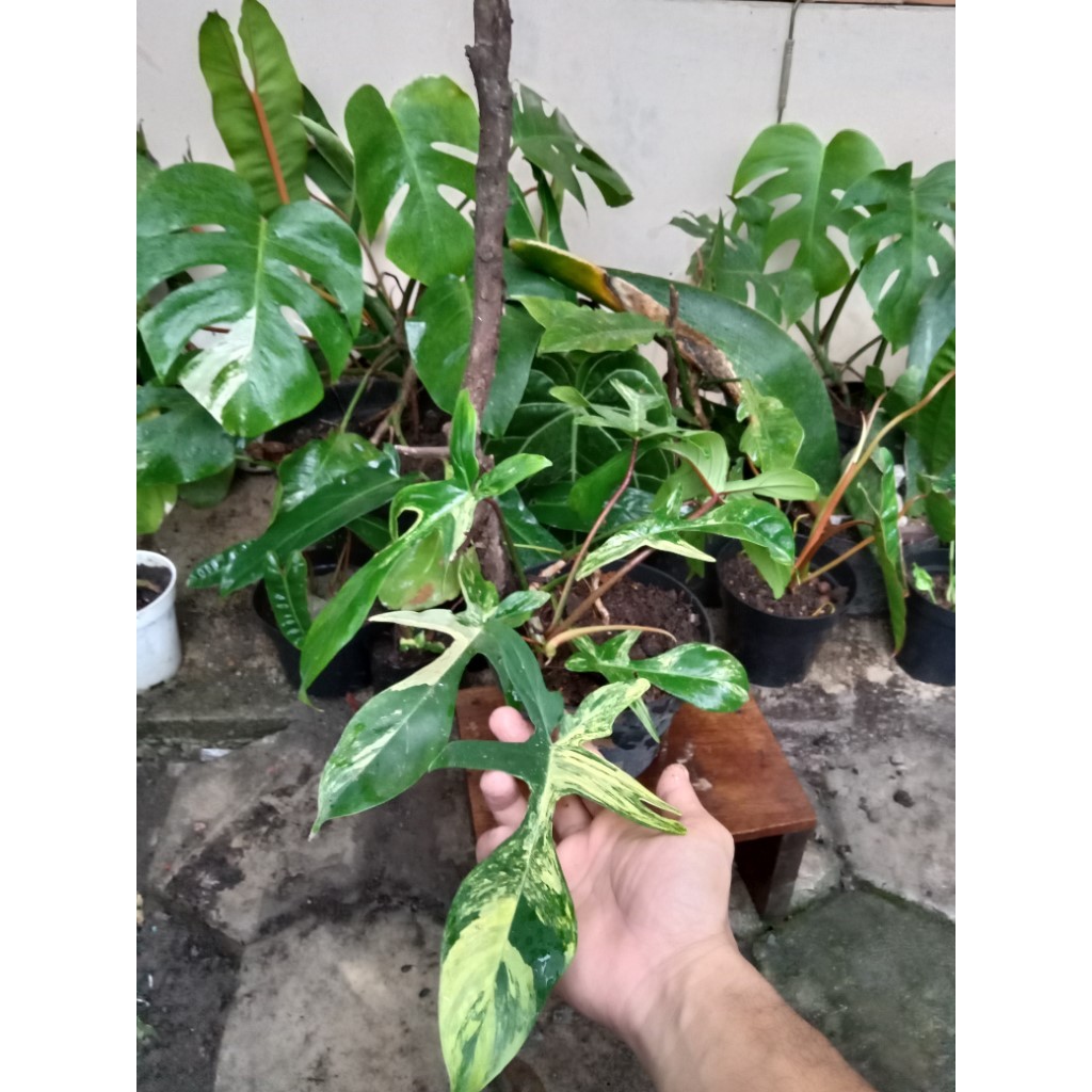 Philodendron Florida Beauty Variegated - philo frolida beauty varigata