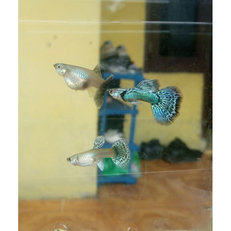 hiasan aquarium ikan guppy green dragon